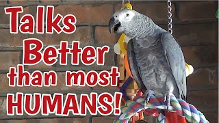 Einstein Parrot can talk better than most humans [upl. by Negris547]