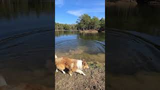 Lab fetching in lake part 2 11172024 [upl. by Nimrac]