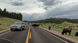 Indian Challanger and Buffalo encounter in Custer State Park South Dakota [upl. by Bucella475]