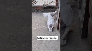 Satinette Pigeon fancypigeon kabootar shorts pigeon video attitude vlog trending petsvlog [upl. by Alleen]