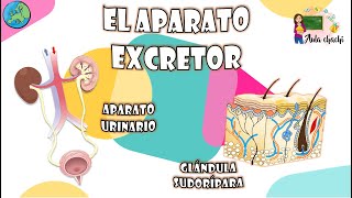 El aparato Excretor  Aula chachi  Vídeos educativos para niños [upl. by Banwell]