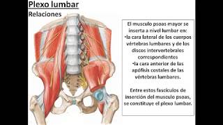 L32  Plexos lumbar y sacro  Anatomía 2  FMed UBA [upl. by Anerdna]