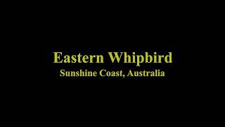 Eastern Whipbird Call  Sunshine Coast Australia [upl. by Halliday865]