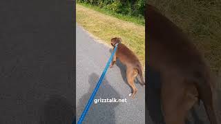 dogs dogshorts dogsofyoutube [upl. by Celtic436]