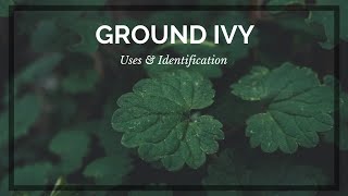 How to Identify Ground Ivy and uses [upl. by Chlo532]