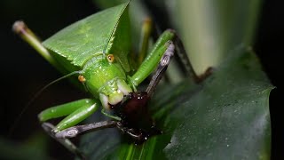 Siliquofera Grandis Leaf Katydid feeding  Sauterelle Feuille nourissage [upl. by Rojam]