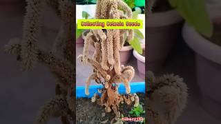 collecting seeds of Celosiacockscombseeds celosia cockscomb winterplants gardeningviralvideo [upl. by Pedaias630]