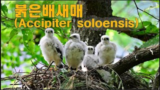 붉은배새매Accipiter soloensis [upl. by Rosenwald]