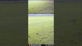 05 27 24 342 01pm A Bluejay visits the mineral block in the back field wildlife Bluejay [upl. by Artenehs9]