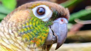 green cheek conure yellow sided  How did your bird react to this video [upl. by Esmaria]