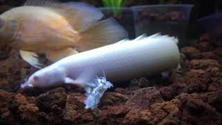 65 inches Albino Senegal Bichir  Eating Tawilis Fish [upl. by Woodward]