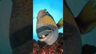 quotMeet the Titan Triggerfish Reef’s Powerful Protector 🐟💪quot shotrs fishnature facts [upl. by Aynad]