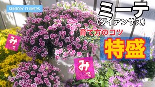 サントリーフラワーズ「ダイアンサス ミーテ」育て方 基本はもちろんオリジナルの育て方もバッチリ👍挿し芽 切り戻し 植え付け 全部載せ 絶対ミーテ [upl. by Orelee362]