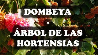 JARDINERIA  Dombeya o Árbol de las Hortensias [upl. by Lynd]