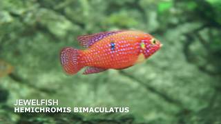 Jewelfish  Hemichromis Bimaculatus [upl. by Lothar]