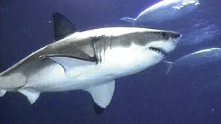 Great White Shark in captivity at the Monterey Bay Aquarium [upl. by Ecneralc]