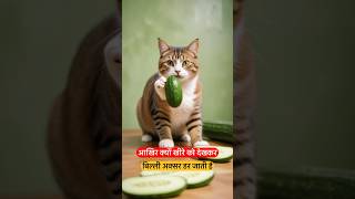 Cats amazing fact  cat vs cucumber shortsvideo wildlife viralvideo [upl. by Eilatam]