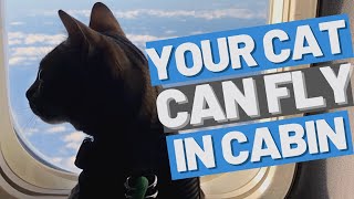 FLYING WITH MY CAT to Europe  Plan a Plane trip with your cat [upl. by Annenn847]