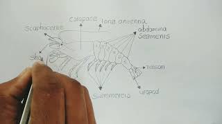 palaemon diagram  how to draw palaemon  freshwater prawn  zoology [upl. by Kir]