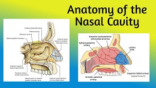 Anatomy of the Nasal Cavity  Boundaries Vestibule Nasal Cavity Proper [upl. by Yttel2]