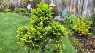 Dwarf Alberta Spruce Bonsai Update  April 22 2022 [upl. by Asirral137]