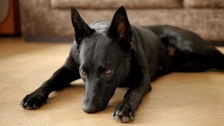 Agnes the Kelpie Australian Kelpie [upl. by Catherine772]