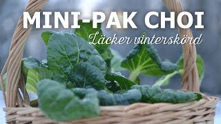 Skörd av minipak choi på vintern [upl. by Hinkle]