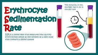 Erythrocyte Sedimentation Rate  ESR  What does ESR test show What does high ESR means [upl. by Aztinay]