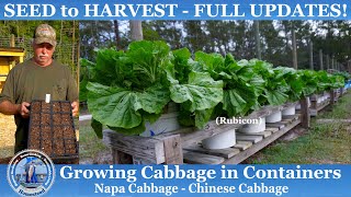 How to Grow Cabbage in CONTAINERS SEED to HARVEST Napa CabbageChinese Cabbage [upl. by Nuriel]