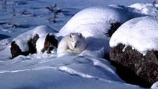 Arctic Fox Vulpes lagopus [upl. by Llenrahs]