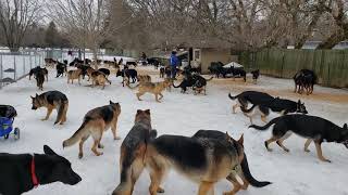 100 German Shepherds playing together [upl. by Clynes296]