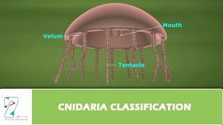 CNIDARIA CLASSIFICATION [upl. by Eimac]