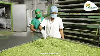 Organic Moringa Leaves Drying Process  Moringa Leaves Dehumidification  Grenera Nutrients [upl. by Gal]