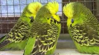 Jo Mannes the budgerigar breeder [upl. by Maltz]