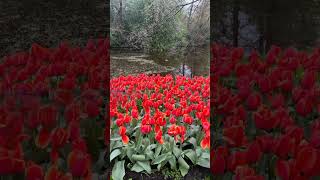 Belleza de jardines de tulipanes song music love [upl. by Angelico465]