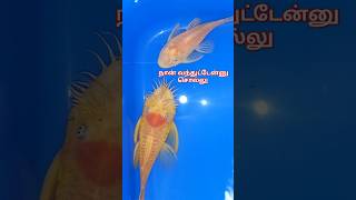 Bristle nose pleco வாங்கியாச்சி 😆😆 [upl. by Holleran]