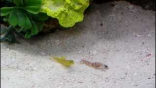 Yellow Watchman Goby and Pistol Shrimp [upl. by Ellerred459]