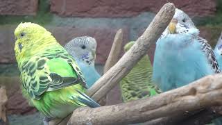 Parkieten geluiden – Parakeet sounds – Lovebird sounds – Budgie sounds Budgerigar sounds [upl. by Elocaj]