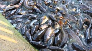 Pymatuning spillway carpfest 2011 Ducks walk on the fish Millions of fish [upl. by My430]