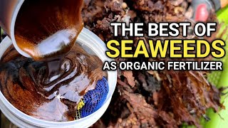 6 WAYS PAANO GAMITIN ANG SEAWEED AS ORGANIC FERTILIZER  How to make organic fertilizer [upl. by Letnwahs]