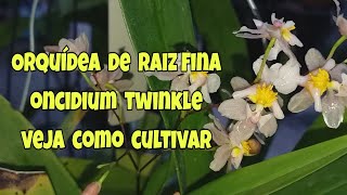 Orquídea de Raíz Fina Oncidium Twinkle Veja Como Cultivar [upl. by Relyks]