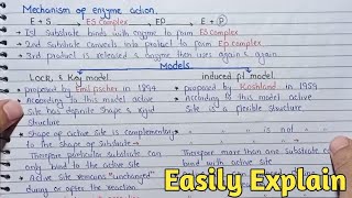 Mechanism Of Enzyme Action  Lock And Key Models And Induced Fit Model  Class 11 [upl. by Siulegroj430]