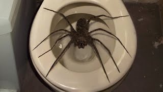 10 Biggest Spiders Ever Encountered [upl. by Anirbus]