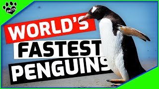 Top 10 Interesting Facts About Gentoo Penguins 101 [upl. by Llenrac]