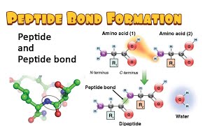 Peptide Bond Formation Dehydration Synthesis Hydrolysis Energetics [upl. by Westney]