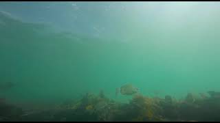 SS Stellenberg Wreck  Saldanha Bay South Africa [upl. by Heddi689]