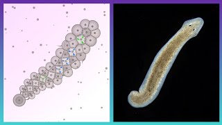 Planarians Are Awesome  Cell Lab [upl. by Venetis528]