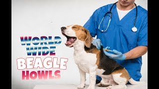 200 BEAGLE HOWLS AND BARKS COMPILATION FROM ALL OVER THE WORLD [upl. by Letsirk]