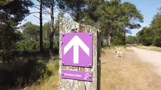 Slow Down and Take in the Beauty of Wareham Forest A Wareham Forest Walk [upl. by Marylin30]