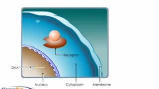 Glucocorticosteroid Mechansim of Action [upl. by Assej]